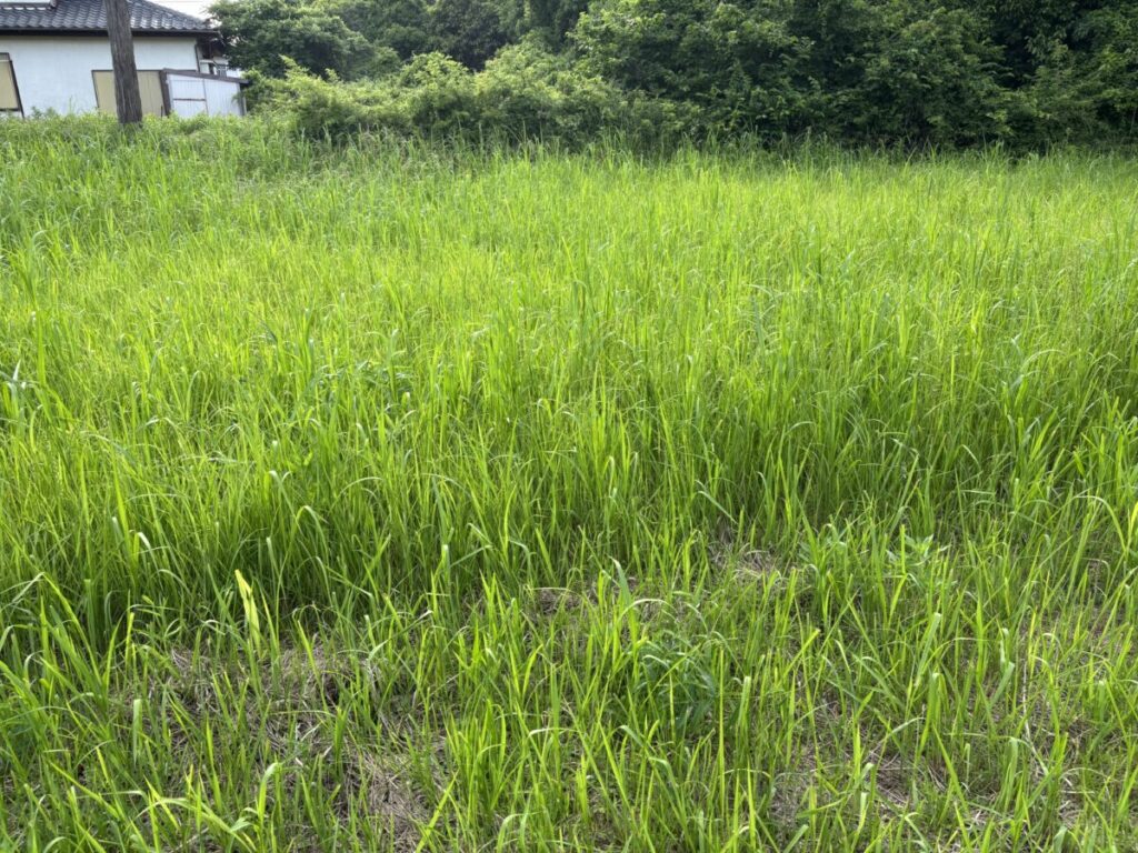 自然農法ができそうな土地