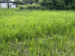 自然農法ができそうな土地